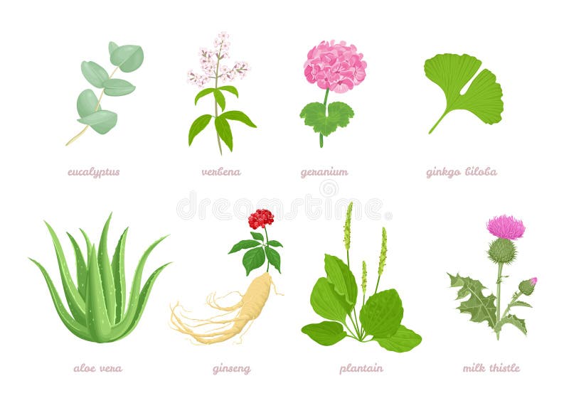  Conjunto De Hierbas Medicinales De Dibujos Animados Plantas Y Flores. Ilustración del Vector
