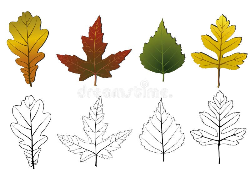 Conjunto de hojas de otoño. ilustración del vector Conjunto de hojas de otoño. ilustración del vector