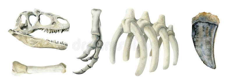 Tiranossauro rex esqueleto desenhado à mão ilustração vetorial em fundo  branco