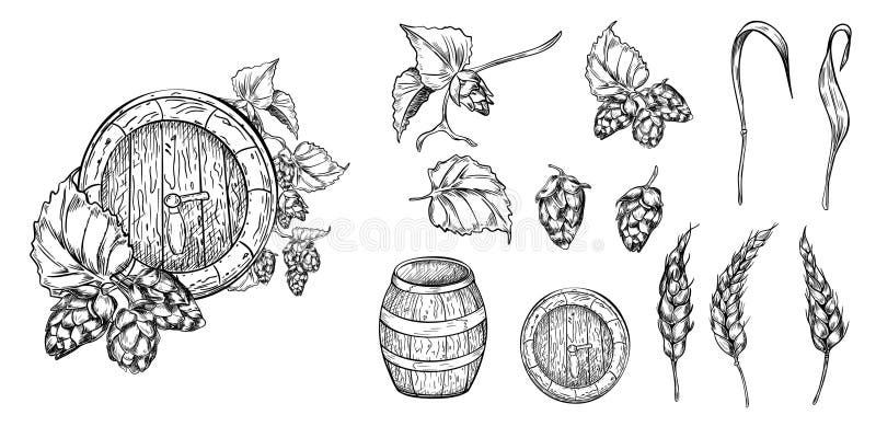 Conjunto de ingredientes de cerveza : planta de lúpulo y oreja de trigo ilustración de vector blanco negro aislado. lúpulos de con stock de ilustración
