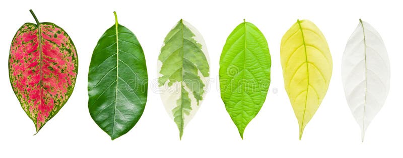 Conjunto de la hoja aislado en blanco imágenes de archivo libres de regalías Conjunto de la hoja aislado en blanco imágenes de archivo libres de regalías