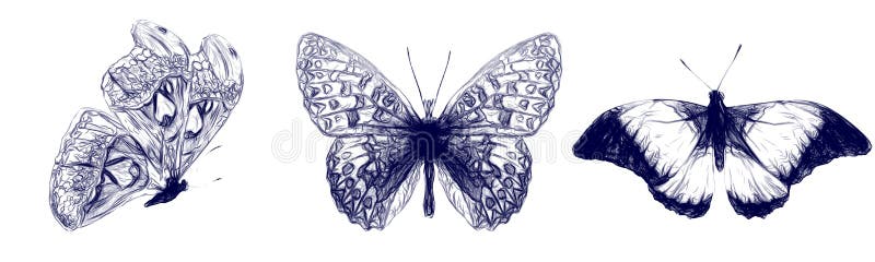 Las mejores 8 ideas de Mariposas a lapiz  mariposas a lapiz como dibujar  mariposas mariposas dibujos a lapiz