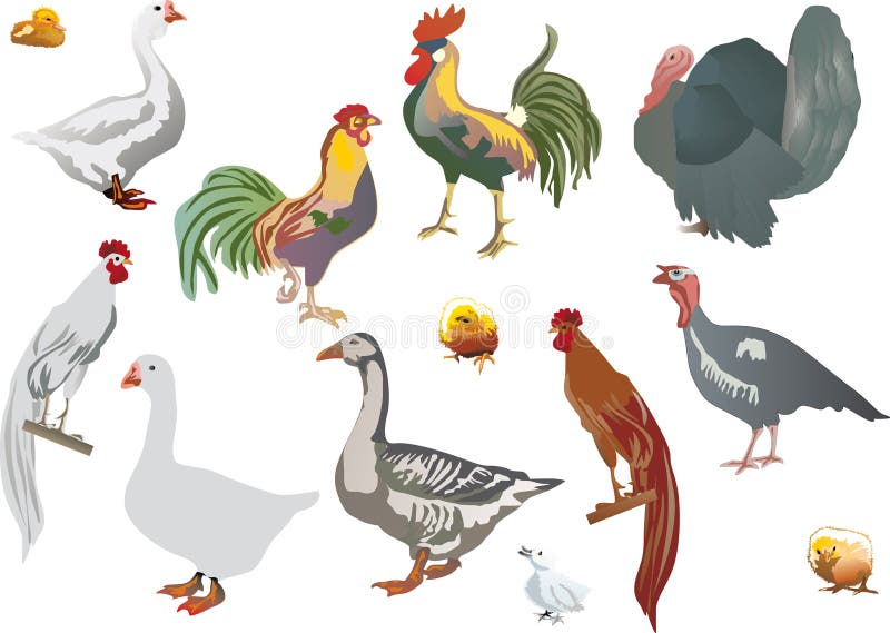 Illustration with different farm birds. Illustration with different farm birds