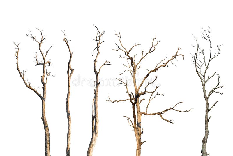 Set of dry tree branch isolated on white background. Object with clipping path. Set of dry tree branch isolated on white background. Object with clipping path