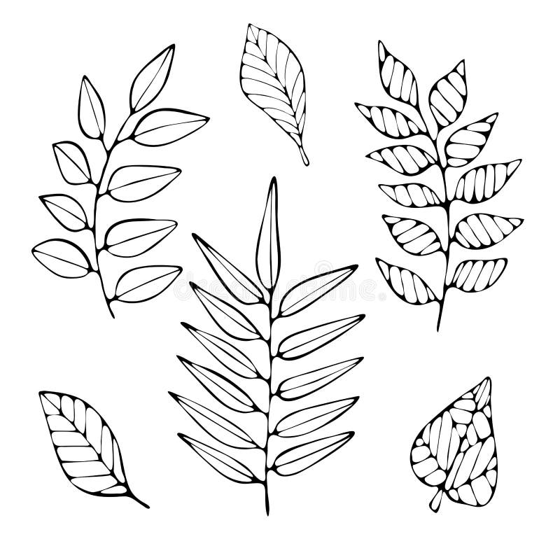 Conjunto De Ramas Y Hojas De Dibujo a Mano. Ilustración Decorativa  Botánica. Ilustración del Vector - Ilustración de trazado, contorno:  191161642