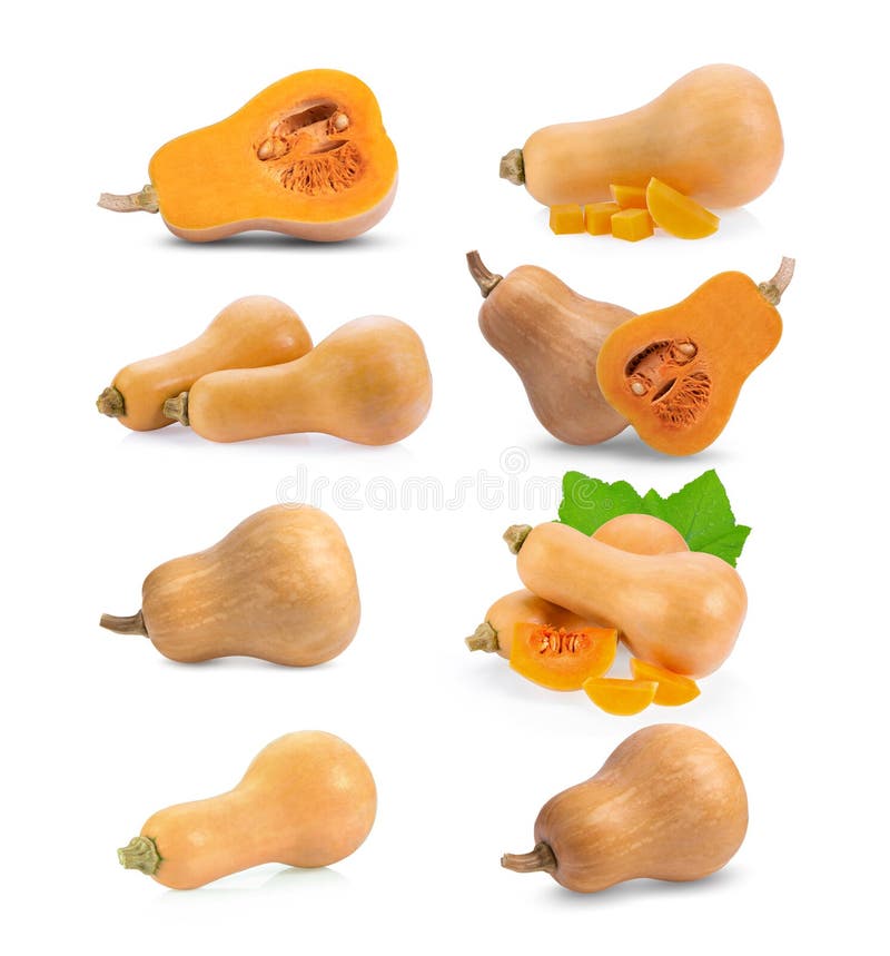 Conjunto de squash de borboleta isolado em branco fotos de stock royalty free