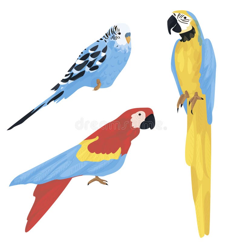 Conjunto de tres loros diferentes aislados sobre fondo blanco. periquito. animales exóticos y domésticos. aves tropicales ilustración del vector