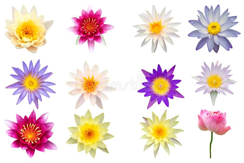 Variety of lotus or waterlily collection isolated on white background. Variety of lotus or waterlily collection isolated on white background