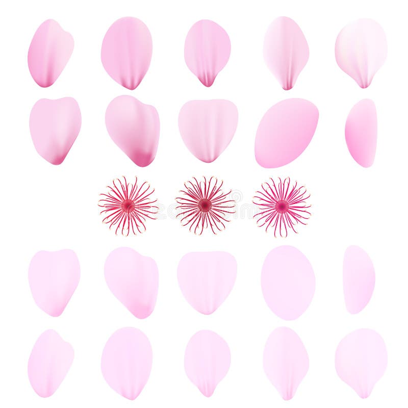 Conjunto de ícones realísticos de pétalas de sakura rosa Pétalas de cereja ilustração royalty free Conjunto de ícones realísticos de pétalas de sakura rosa Pétalas de cereja ilustração royalty free