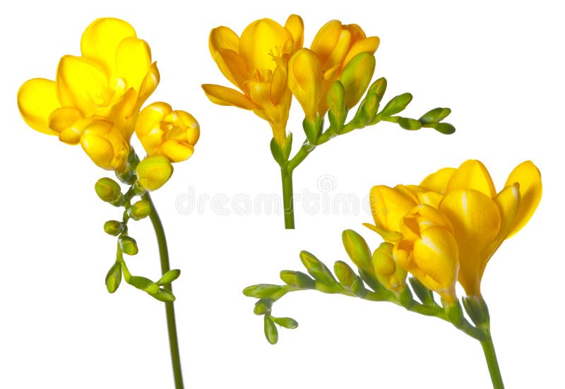 Conjunto del Freesia imagen de archivo libre de regalías Conjunto del Freesia imagen de archivo libre de regalías