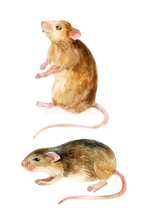 Conjunto del ratón Dos ratones de la acuarela stock de ilustración Conjunto del ratón Dos ratones de la acuarela stock de ilustración