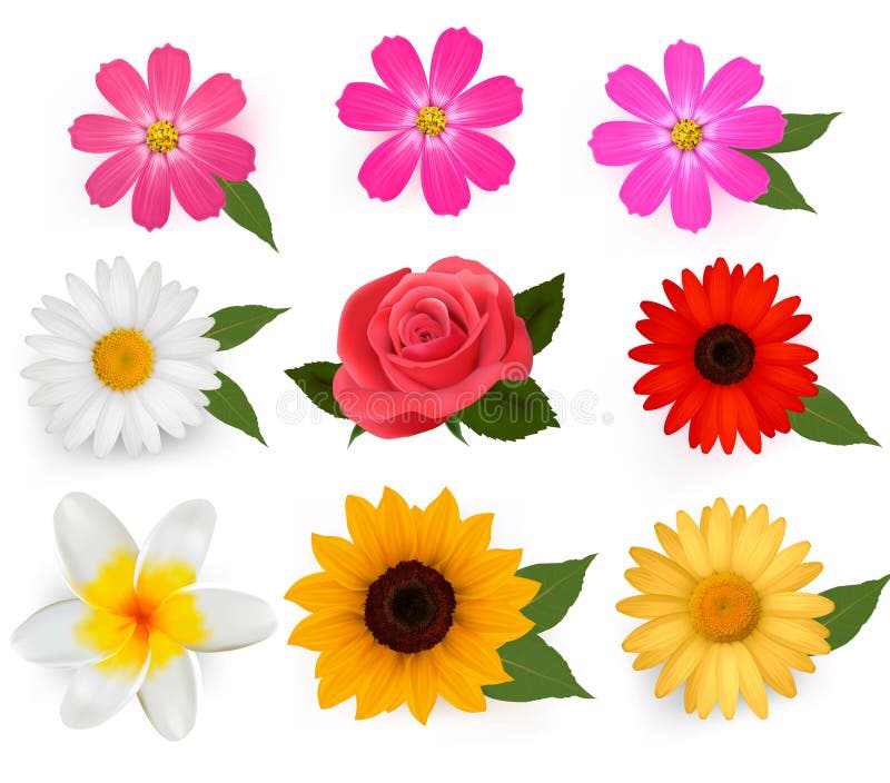 Colección Grande De Flores Coloridas Hermosas. Stock de ilustración -  Ilustración de flor, floral: 21278214