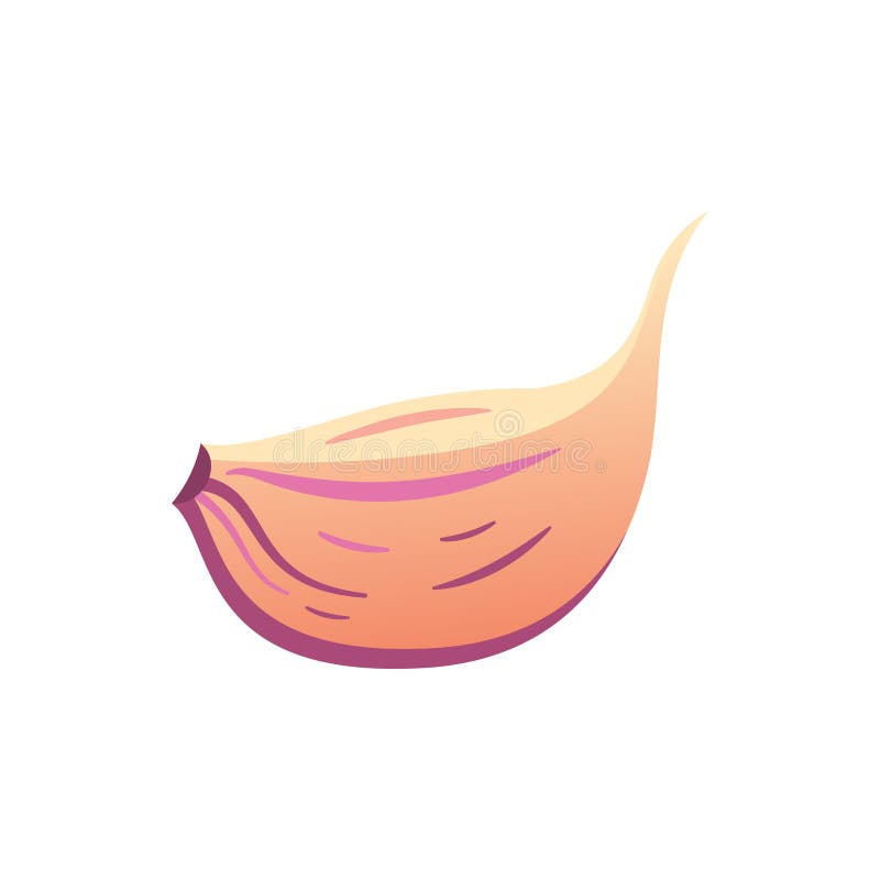 Conjunto vectorial aislado de ajo de secado Vegetales de vitamina ambientados en caricatura libre illustration