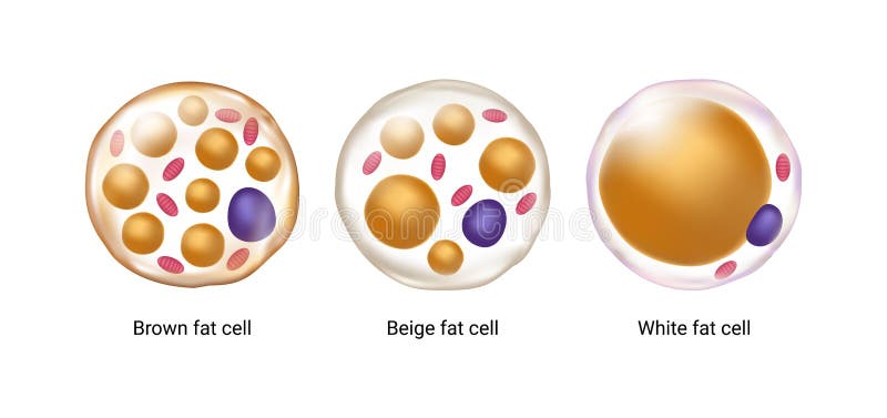 Vector set of brown, beige and white fat cells. Illustration of adipose tissue. Vector set of brown, beige and white fat cells. Illustration of adipose tissue.