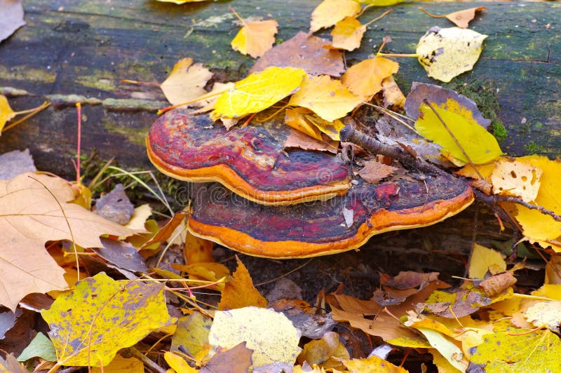Conk da correia ou pinicola vermelho de Fomitopsis na floresta imagens de stock Conk da correia ou pinicola vermelho de Fomitopsis na floresta imagens de stock