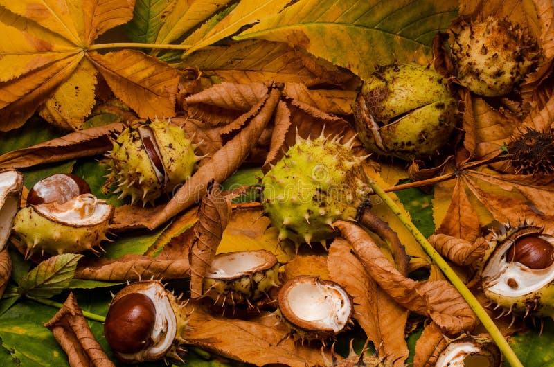 Download Conker and leaves stock image. Image of garden, health - 36424131