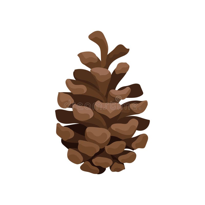 Cono abierto del pino de Brown en un fondo blanco Ilustraci? n del vector ilustración del vector