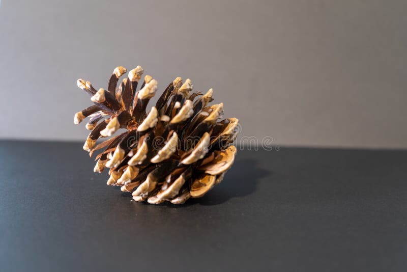Cono de pino de Navidad. Cazo de pino de navidad