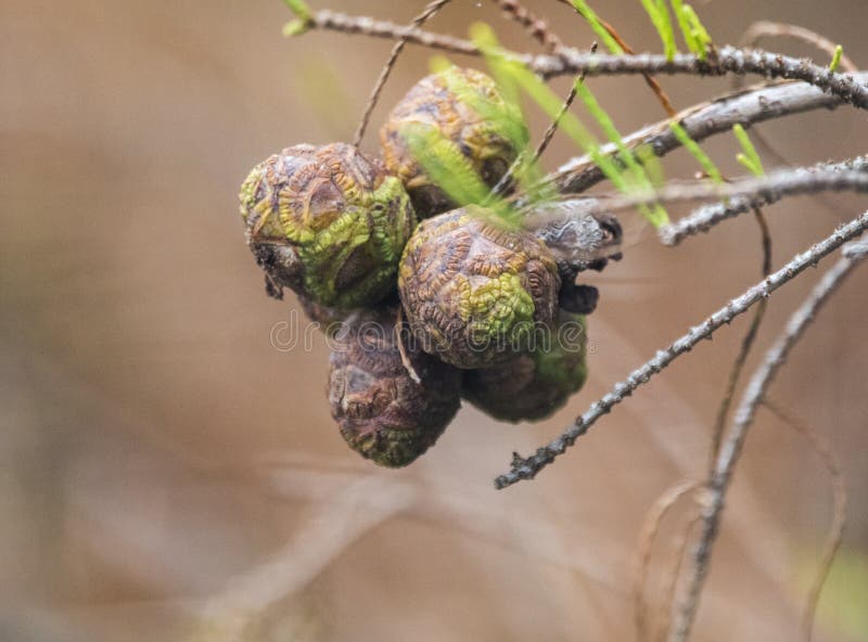 Conos de ciprés en el pantano de okefenokee. Conos de ciprés a lo largo del sendero de observación de vida silvestre de la isla de chesser en el pantano de okefenokee refugio nacional de vida silvestre georgia usa. noviembre.
