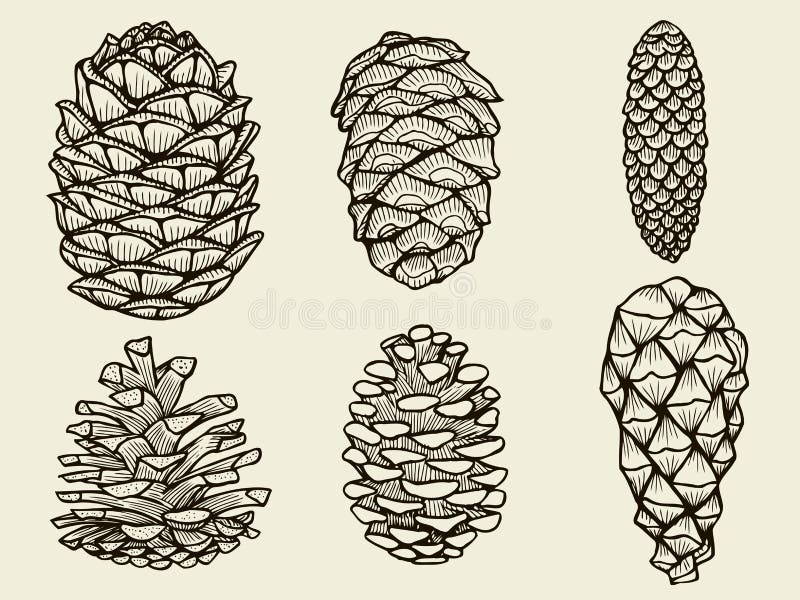 Conos del pino del árbol de navidad del abeto del cedro ilustración del vector Conos del pino del árbol de navidad del abeto del cedro ilustración del vector