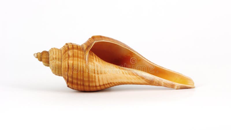 Close-up shoot to isolated conch on white background. Close-up shoot to isolated conch on white background