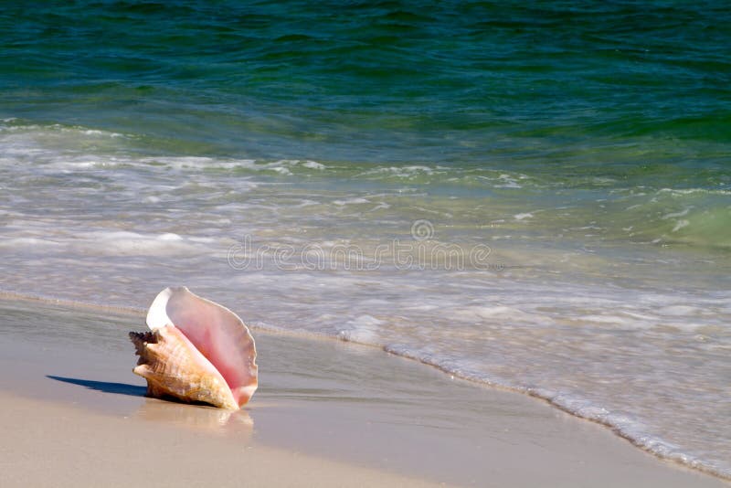 Conque de la Reine en vague déferlante photos stock Conque de la Reine en vague déferlante photos stock