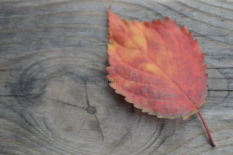 Conseguir viejos colores del otoño imagen de archivo libre de regalías Conseguir viejos colores del otoño imagen de archivo libre de regalías