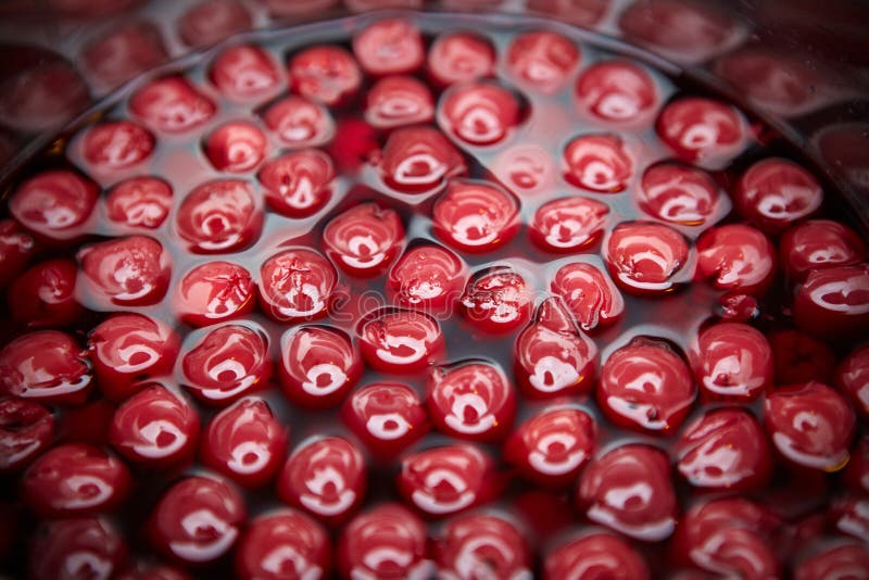 Conservating Amarena Cherries Stock Photo Image of cherries, cooking