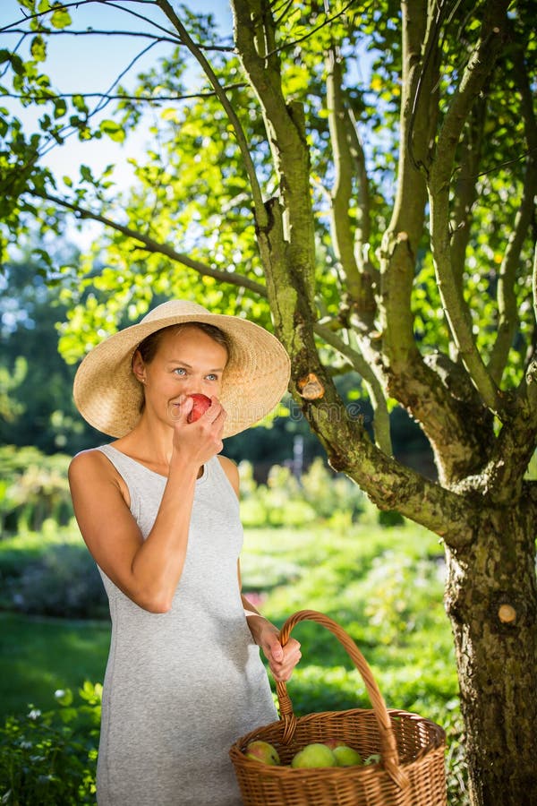 Consideravelmente, jovem mulher que jardina em seu jardim - colhendo maçãs orgânicas imagens de stock royalty free Consideravelmente, jovem mulher que jardina em seu jardim - colhendo maçãs orgânicas imagens de stock royalty free