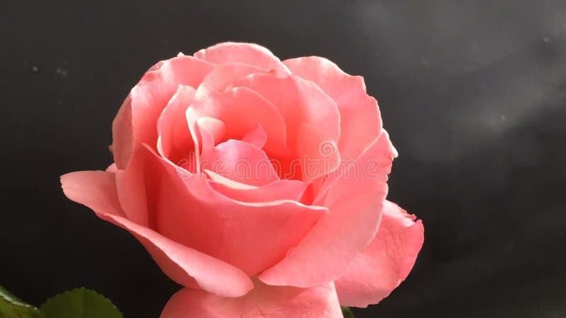 Consideravelmente rosa do rosa que floresce para fora