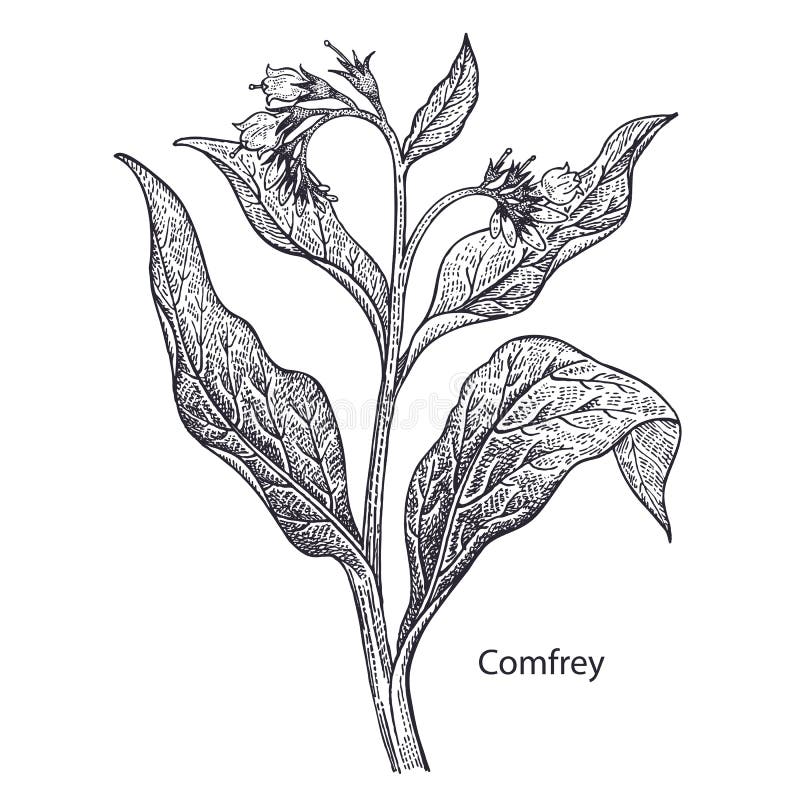 Consolda-maior médica da planta ilustração do vetor Consolda-maior médica da planta ilustração do vetor