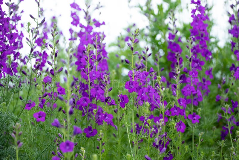 Consolida ajacis purple flowers