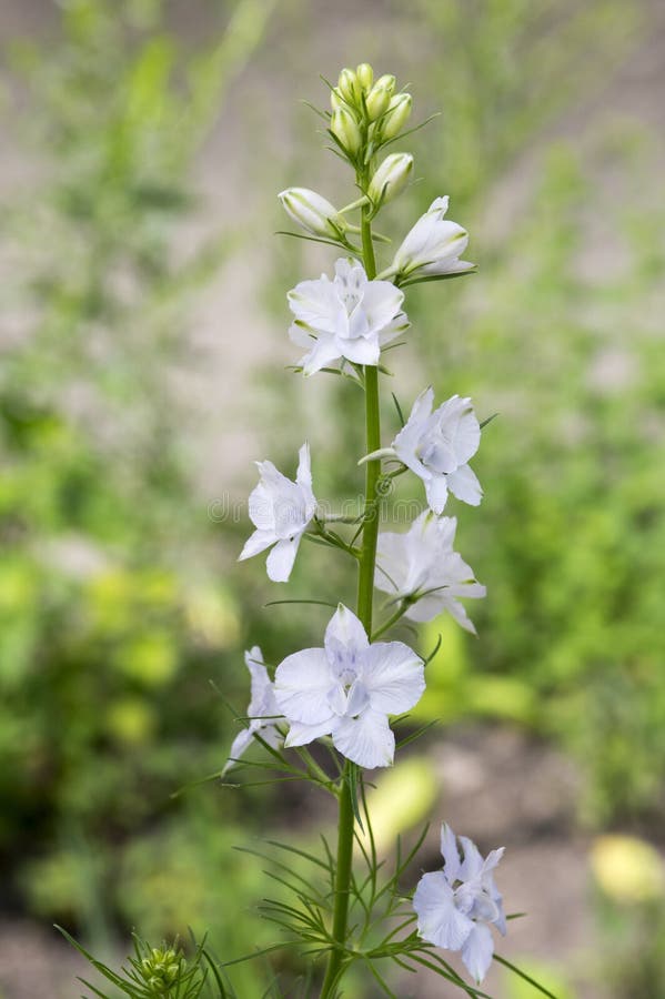 Consolidaregalis i blom, vitt ljus - blått blommar royaltyfria bilder Consolidaregalis i blom, vitt ljus - blått blommar royaltyfria bilder