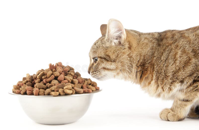Consommation de chat image stock