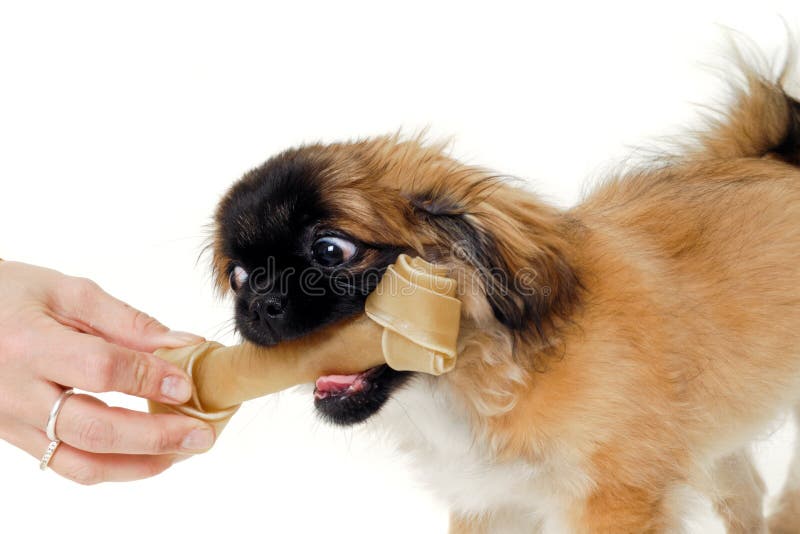 Consommation de chiot photographie stock Consommation de chiot photographie stock
