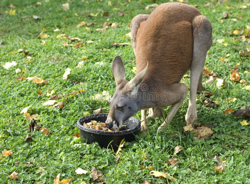 Consommation de kangourou image stock. Image du animal 13334731