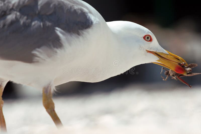 Grasshopper in beak of gull. Grasshopper in beak of gull