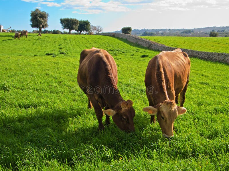 These are two cows eating in countryside. These are two cows eating in countryside.