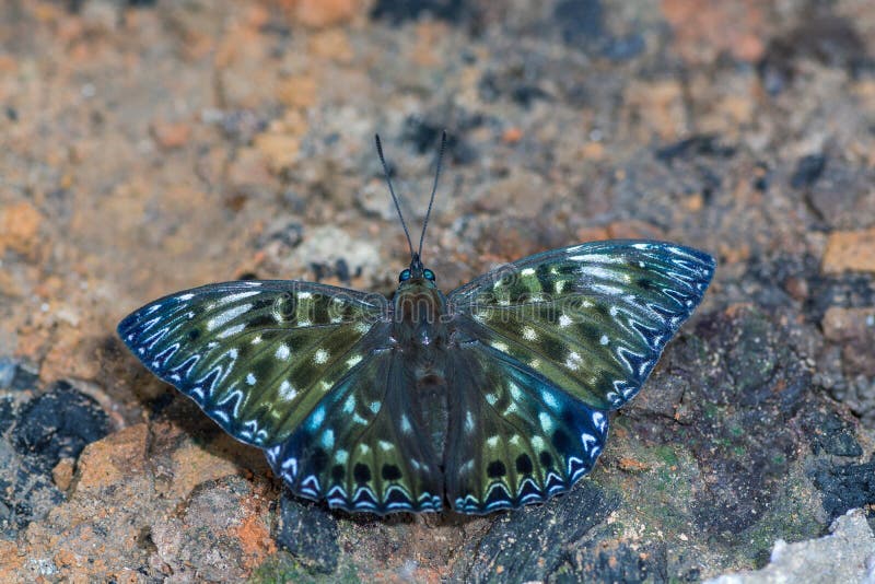 Constable or Dichorragia Nesimachus Nesimachus 1840 , Beautiful Green