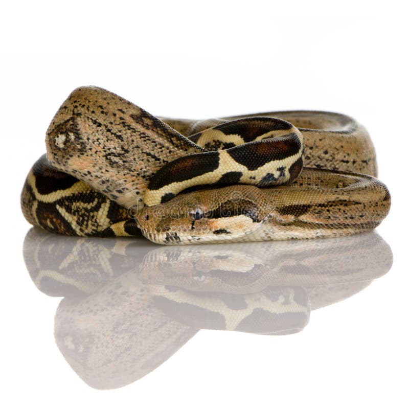 Boa constrictor in front of a white background. Boa constrictor in front of a white background