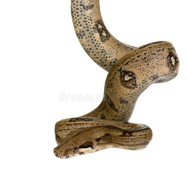 Boa constrictor in front of a white background. Boa constrictor in front of a white background