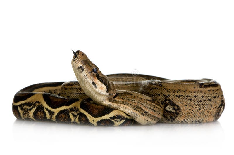 Boa constrictor in front of a white background. Boa constrictor in front of a white background