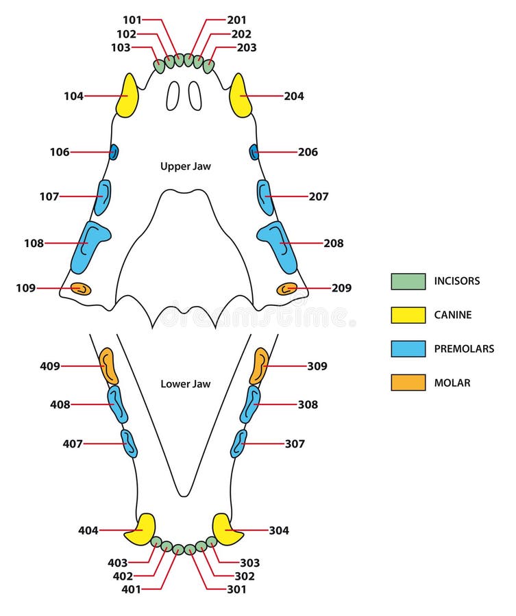 Construction Of A Cats Teeth Dental Formula Stock Vector Illustration