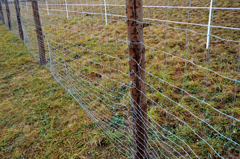 163 Deer Fencing Stock Photos - Free & Royalty-Free Stock Photos from Dreamstime
