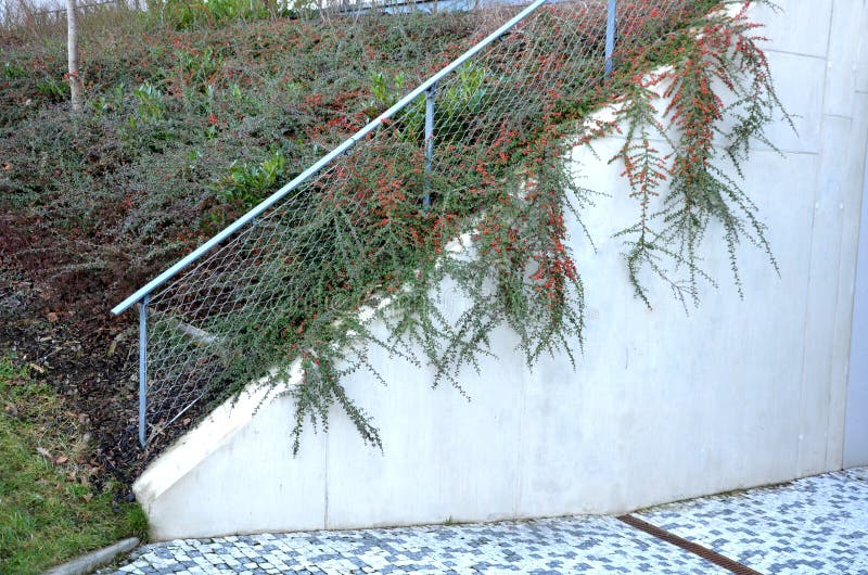 Construction of a steep staircase near a concrete wall. railing above the sloping sloping retaining wall above which ornamental sh