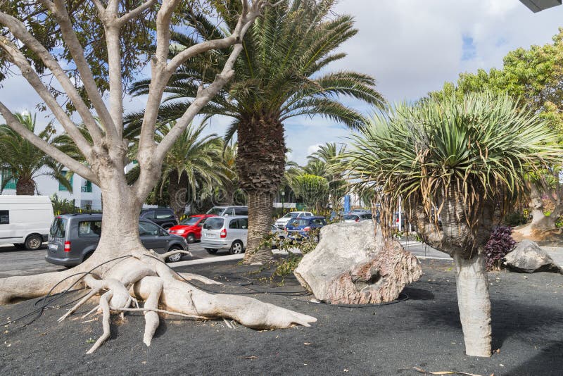 Construção tradicional e plantas em Teguise fotografia de stock