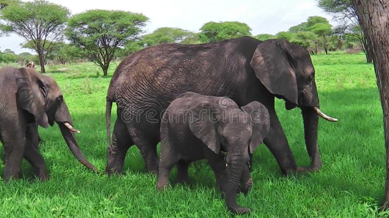 Consumición del elefante del bebé