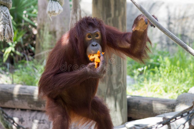 Consumición del orangután de Brown