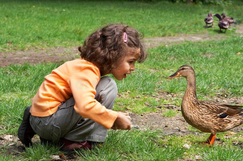 Contact d'un canard photo stock Contact d'un canard photo stock