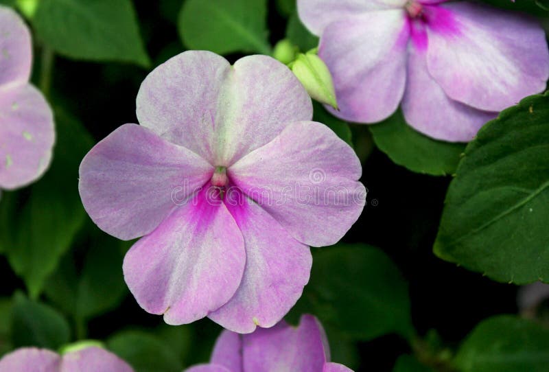 Contact-je-non, fleurs d'Impatiens photographie stock Contact-je-non, fleurs d'Impatiens photographie stock